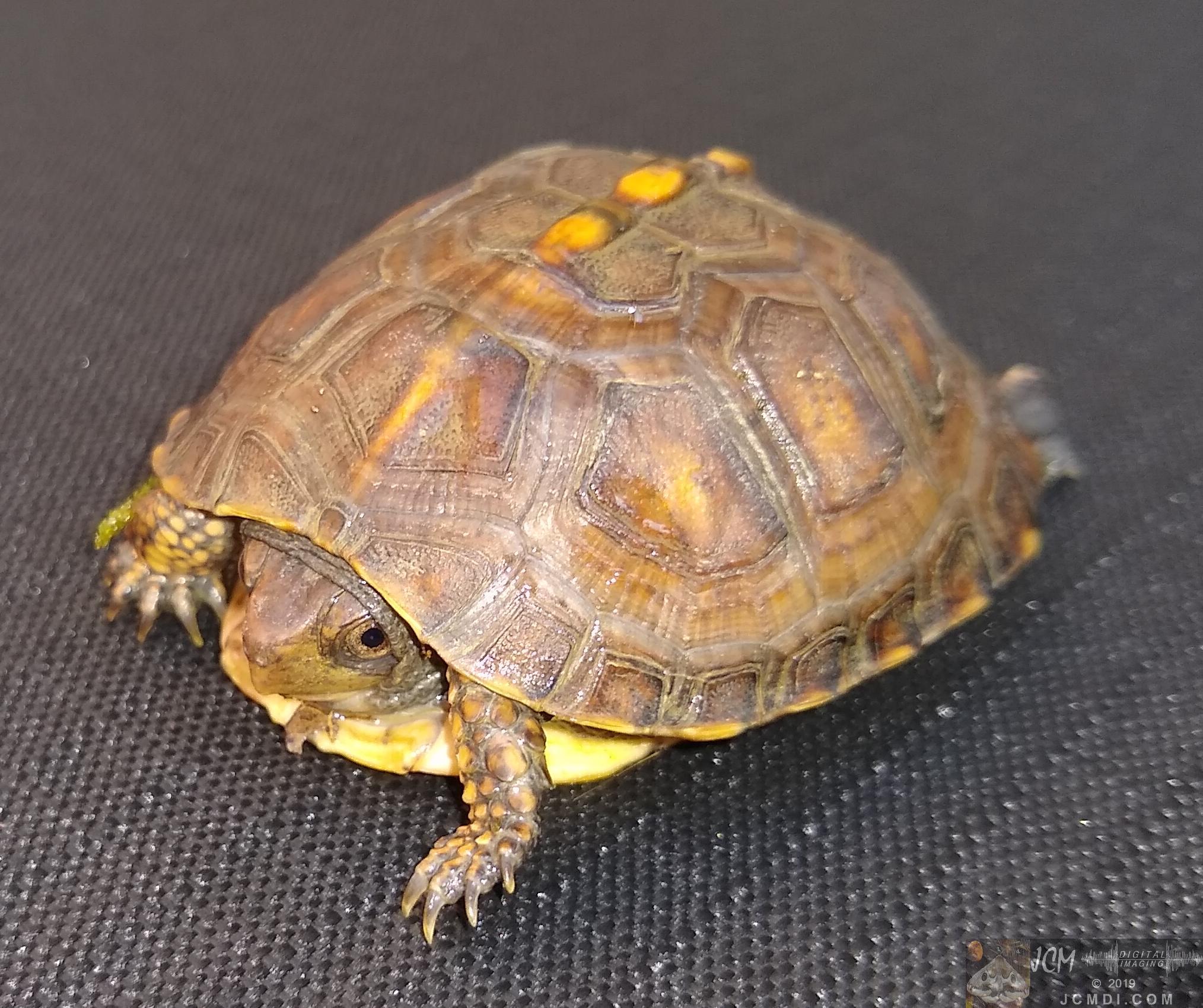 Small Turtle found in woods